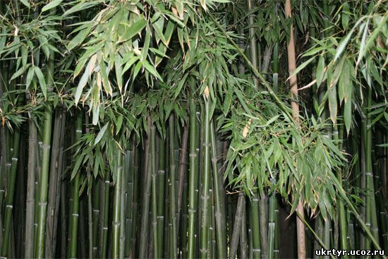 Бамбуковая роща в Никитском саду